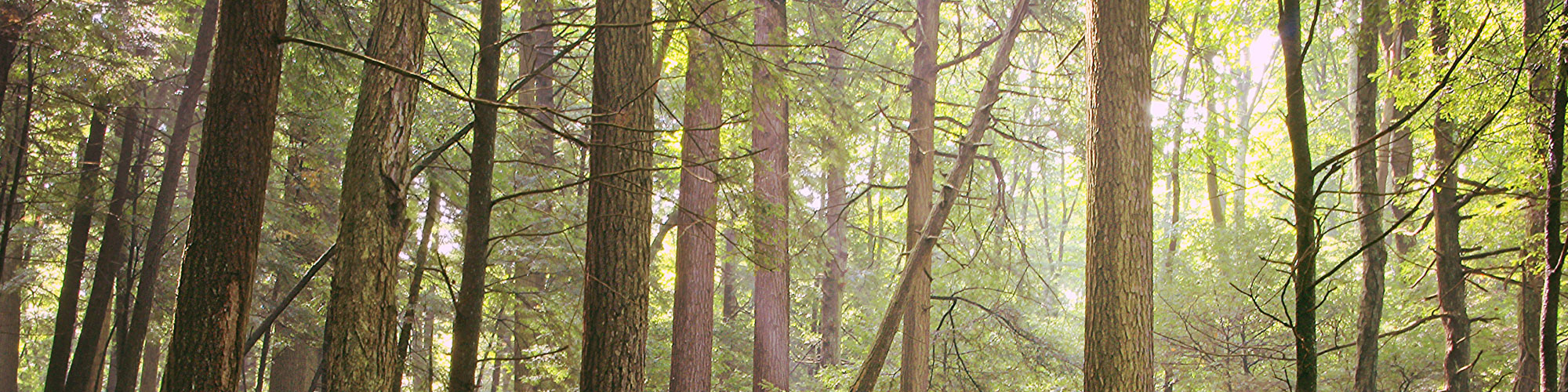 Litchfield Camp Resort